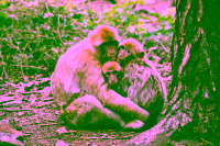 Balinesische Makaken, Familie mit einem Kind, im Affenwald in Ubud, Bali